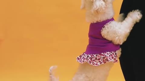 Amazing Dog dance video