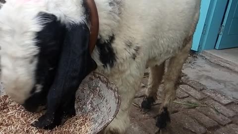 My seet grandson with lamb