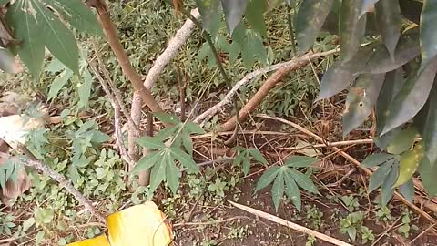 Short video on the cassava plant