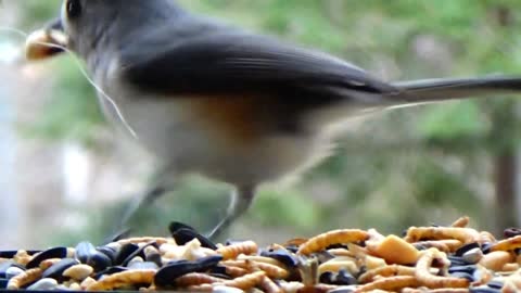 Tufted Titmouse