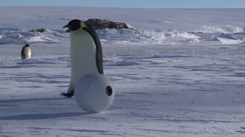 Robot Snowballcam confuses Emperor Penguins