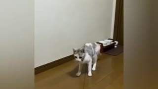 cute cat videos 😹 funny videos 😂1785
