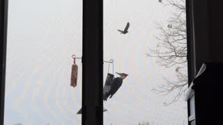 Piliated woodpecker