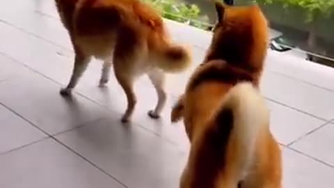Very funny pet video