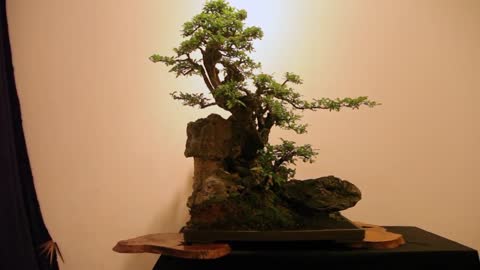 Bonsai & the High Value of Patience