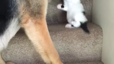 Helpful Pup Carries Foster Kittens Upstairs