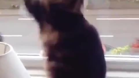 cat waving