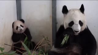 Baby Panda mimicking Mama 😍😍🤣😂