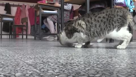 Stray cat becomes beloved school mascot in Türkiye