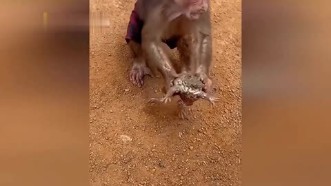 A compilation of the funniest animal videos of the year 🤣 | funny cats | Funny dog videos