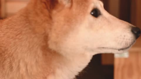 Close Up Video of a Dog