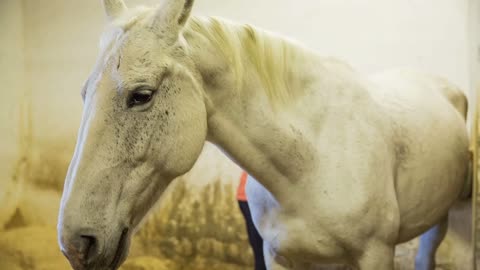 Beautiful Lipizzan horse in stable