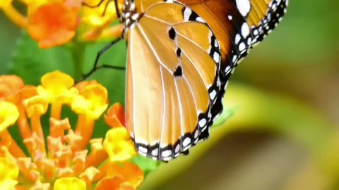 Do you know what butterflies eat to survive.. write in comment #butterflies