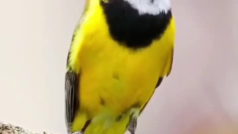 Nice bird