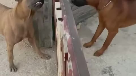 FUNNY DOG FIGHT