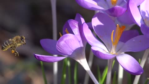 Crocus is an early blooming insect bee, what a beautiful flower and bee touch