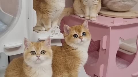 Five Тeddy Kittens 😻 So cute