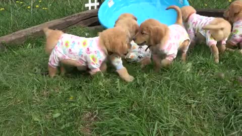Overjoyed golden puppies flow like a river of cuteness into the yard