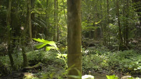 Amazon Jungle Ambience for sleeping... 7 + Hours