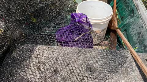 Running crawfish nets in the swamp the old-fashioned way