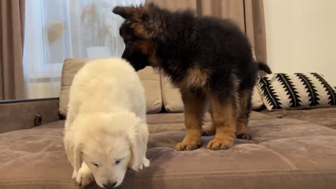 German Shepherd Puppy Meets Golden Retriever Puppy for the First Time