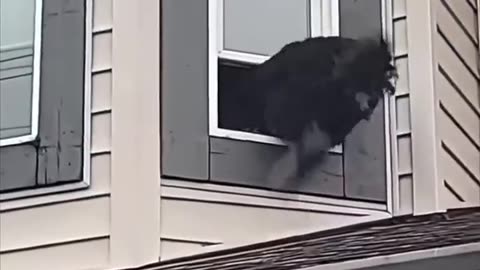 Caught My dog on ROOF TOP