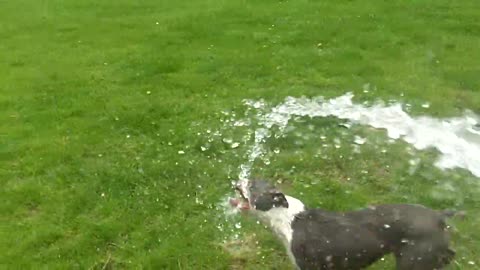 The dog is having fun playing with water