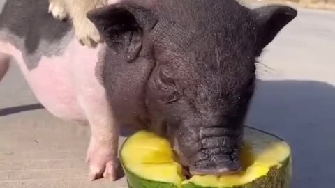 Cute #dog #pig #funny