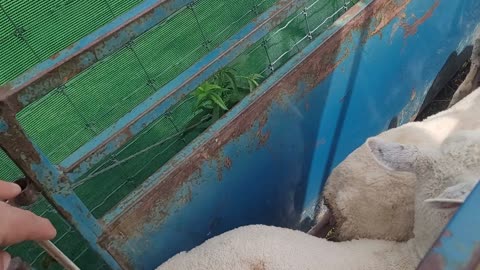 Sheepdog trial: putting sheep in the chute