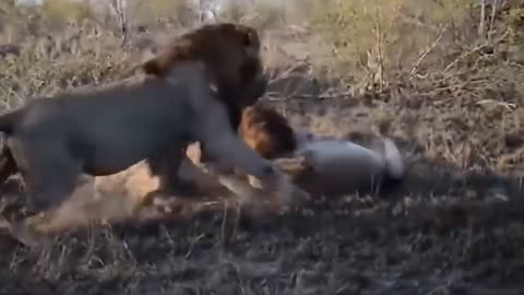 evil baboons steal lion cub and tortures-mother lion enters baboon tribe for revenge