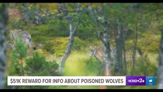 $51,400 reward offered for information in fatal poisoning of 6 Gray wolves in Stevens County