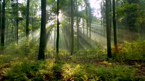 Beautiful sunlight in the forest😍👌