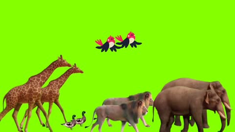 [Green Screen] Animals: "walking together" | Free to use