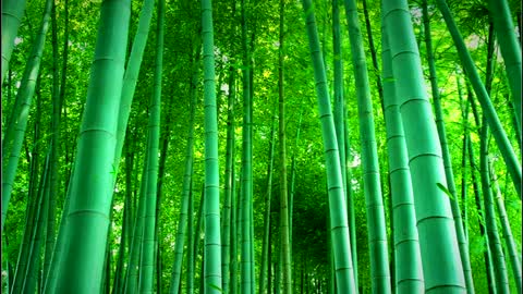 Beautiful Bamboo Forest
