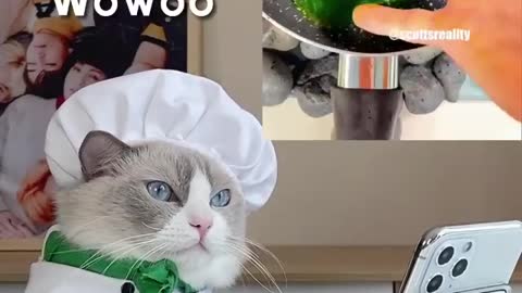 Watch this Cute cat coocking funny 😍😂