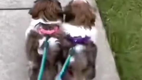 Funny Animal | Adorable puppy videos that will melt your heart.