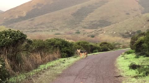 Are Coyotes Dangerous? My Coyote Encounter in Marin Headlands, San Francisco,