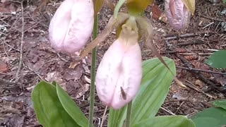 Lady's Slippers