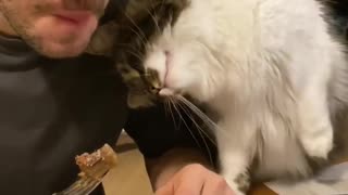 Cat Asks For Human's Food