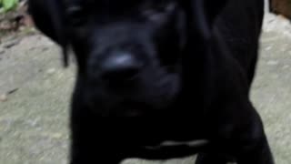 Prince Arson Calls out King Clarence! | #puppy #puppies #royalty
