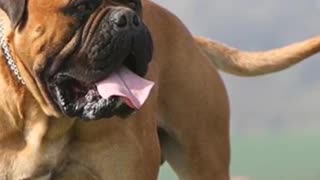 How Dangerous Is It to own A Bullmastiff