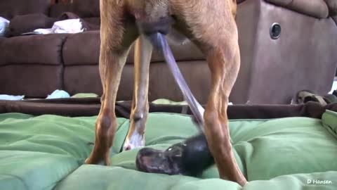 Dog Has Amazing Birth While Standing!!