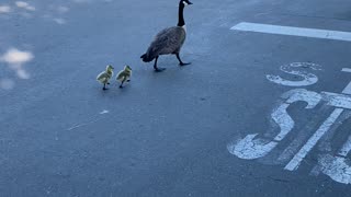 Marching Baby Geese