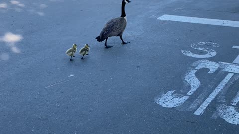 Marching Baby Geese