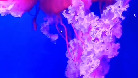 Underwater aesthetic fusion, the jellyfish is as graceful as the Hanfu
