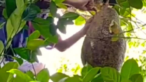 HOW I HARVEST JACKFRUIT