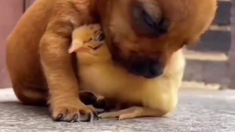 Cute puppy with small sppparow beautiful video