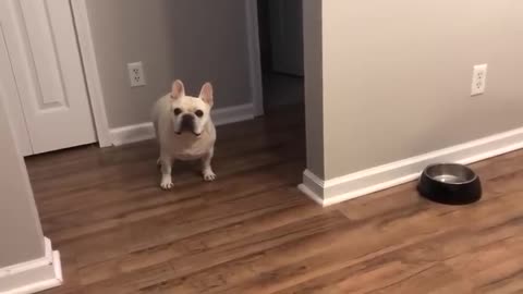 Angry Cute French Bulldog on Diet Throws Tantrums for Not Getting Food