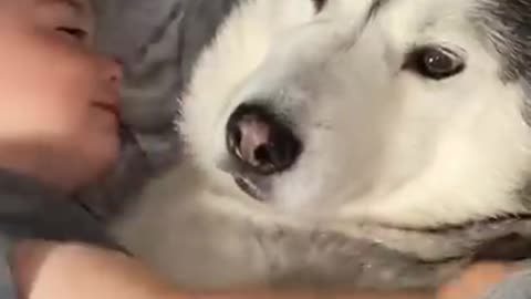The full 4 year story of my husky and baby becoming best friend