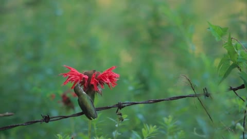 Beautiful bird in nature